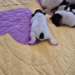 Kitsune Jumpin' Jack Flash - White black and tan male Toy Fox Terrier puppy in O'fallon, Illinois from Kitsune