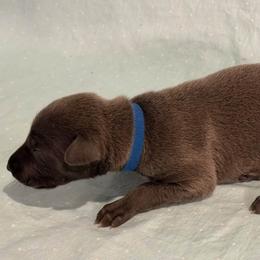 Dark blue collar boy - Blue male Greyhound puppy in St. Louis, Missouri from Velocitas Greyhounds