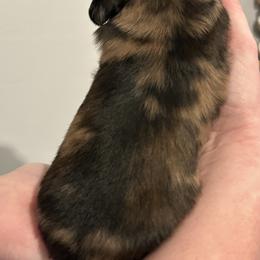 Dachshund Puppies from Brittany Thompson