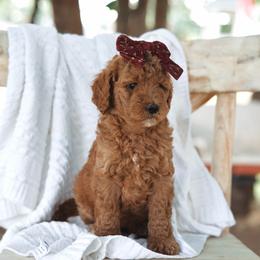 Orange collar girl - Red  female Goldendoodle puppy in Spokane, Washington from Beloved_doodles_WA