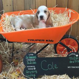Cole - Lemon and white male Basset Hound puppy in Dover, Arkansas from S&S American Bassets