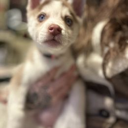 Siberian Husky Puppies from Feazell’s Siberian Huskies