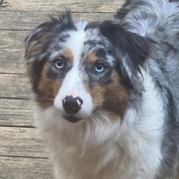 Lady - Australian Shepherd