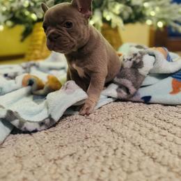 Bulldog and French Bulldog Puppies from Midwest Monster Made Bulldogs