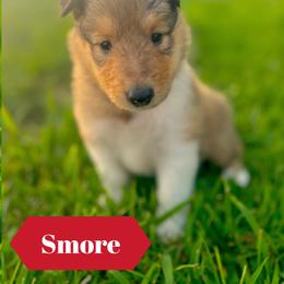 Smore - Sable female Collie puppy in Waterville, Iowa from Lisa’s Lassies