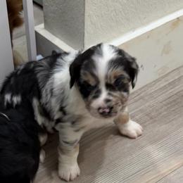 Orion - Blue merle male Australian Shepherd puppy in Friendswood, Texas from 3M Australian Sheperds