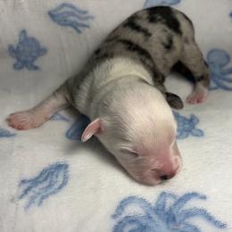 Boy 3 - Blue merle male Miniature Australian Shepherd puppy in Ringgold, Louisiana from Barrett's Buddies