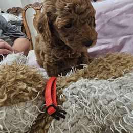 Boy 2 red - Poodle puppy from Sondra's Miniature Poodles