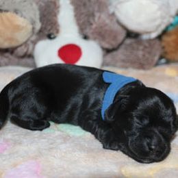 Cockapoo Puppies from JP Cockapoos LLC