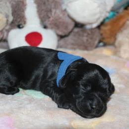 Cockapoo Puppies from JP Cockapoos LLC