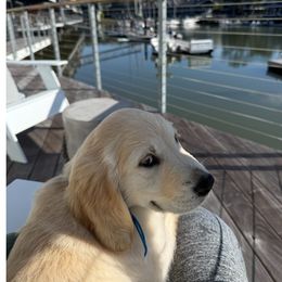 Golden Retriever Puppies from Family Loved Golden Retrievers