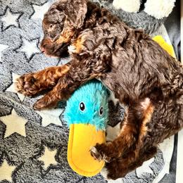 Wish - Brown female Bernedoodle puppy in Henrico, Virginia from Paws 4 Doodles, LLC