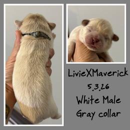 Gray color - White male Shih Tzu puppy in Ethel, Mississippi from The Dog House LLC