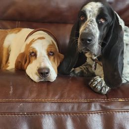 Basset Hound Puppies from Howlin Hounds
