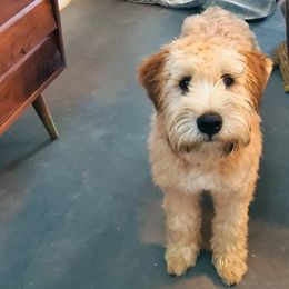 Soft Coated Wheaten Terriers from Fuller Farm Wheaten Terriers