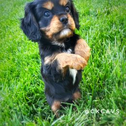 Cavalier King Charles Spaniel Puppies from Chris & Katie Cavaliers