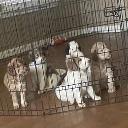 Assorted Doodle Crosses puppies from Tx Super Doodles