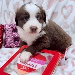 Green collar - Red tri male Miniature Australian Shepherd puppy in 32046, Florida from River Hill Ranch