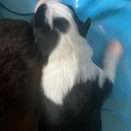Girl 1 - Black and white female Border Collie puppy in Salem, Oregon from Croisan Creek Border Collies