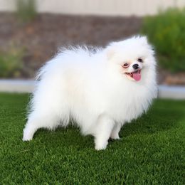 Winter - Pomeranian