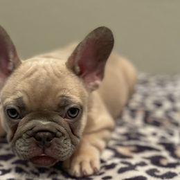 Girl 2 - Blue fawn French Bulldog puppy in Dallas, Texas from StaCCked Up Frenchies