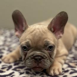 Girl 2 - Blue fawn French Bulldog puppy in Dallas, Texas from StaCCked Up Frenchies
