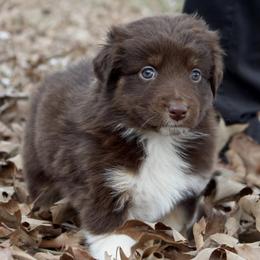 Australian Shepherd Puppies from Blush & Lace Aussie Co.