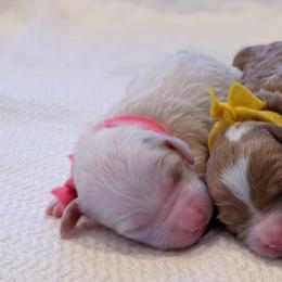 Pink - F - Parti female Goldendoodle puppy in Ruthorfordton, North Carolina from Duncan Doodles Goldendoodles