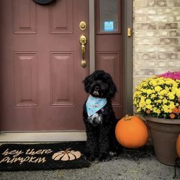 Portuguese Water Dog All Grown Up from Amada Portuguese Water Dogs