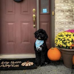 Portuguese Water Dog All Grown Up from Amada Portuguese Water Dogs
