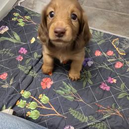 Dachshund Puppies from Ohana Mini Dachs