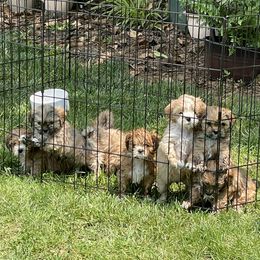 Lhasa Apso Puppies from Karen's Lhasa Apsos