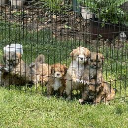 Lhasa Apso Puppies from Karen's Lhasa Apsos