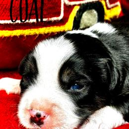 Miniature Australian Shepherd puppies from Brushy Creek Aussies & Mini Aussies
