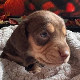 Harper - Chocolate and tan female Dachshund puppy in Wallingford, Kentucky from Hensley Homestead Dachshunds