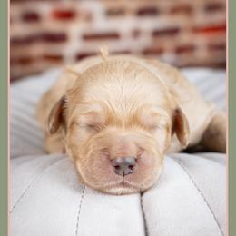 Drummer - Yellow and white male Bernedoodle puppy in Connersville, Indiana from Deaz Doodle Ranch