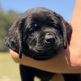 Blue collar - Black male Labrador Retriever puppy in Anderson, South Carolina from Iris Aislings Labradors