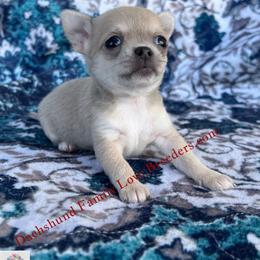 Luna Runt - Fawn and white female Chihuahua puppy in Chino Valley, Arizona from Dachshund Family Love Breeders