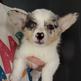 Maisie - Blue merle and white female American Corgi puppy in Springfield, Missouri from Taylor’s Corgis