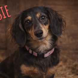 Josie - Dachshund
