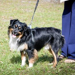 GAMBIT - Toy Australian Shepherd