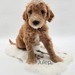 Julep - Red  female Goldendoodle puppy in Wooster, Ohio from Cynology Doodles