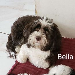 Bella - Havanese