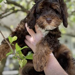 Bernedoodle, Cavapoo, Double Doodle, and Goldendoodle Puppies from Liberty Acres of Ohio