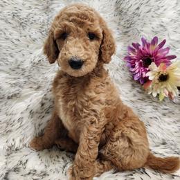 Fiona - Red  female Poodle puppy in Spartanburg, South Carolina from Taya's Pups