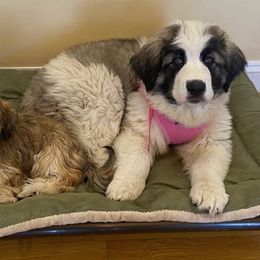 Pyrenean Mastiff All Grown Up from Bella Dulce