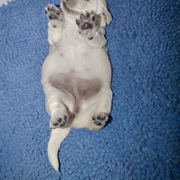 Boy 4 - Light golden Golden Retriever puppy in Ellerslie, Georgia from Hearthstone Goldens