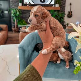 Bernedoodle, Cavapoo, Cavapoochon, Goldendoodle, Poodle, and Yorkipoo Puppies from Anchor Dogs