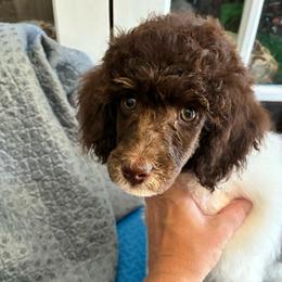 Rocket - Brown male Poodle puppy in Huntsville, Alabama from Flint River Poodles