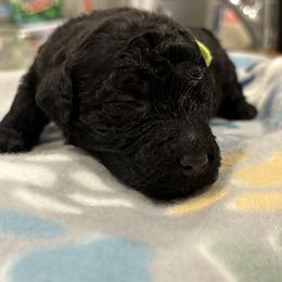 Goldendoodle and Poodle Puppies from Southern Stroll Poodles & Doodles